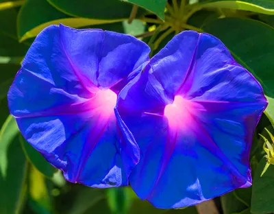 Вьюнок Ипомея (лат. Ipomoea purpurea) СЕМЕНА 25 шт + подарок | AliExpress