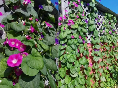 Каталог семян овощей и цветов оптом и в розницу Seminis, De Ruiter, Sakata  Ornamentals