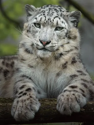 Premium Photo | Snow leopard irbis