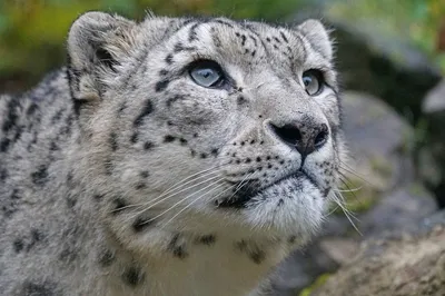 A close up of a snow leopard's face. Snow leopard irbis predator. - PICRYL  - Public Domain Media Search Engine Public Domain Search