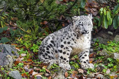 Snow leopard - Irbis (Panthera uncia). Stock-Foto | Adobe Stock