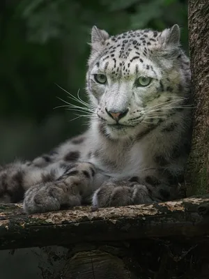 Premium Photo | Snow leopard irbis