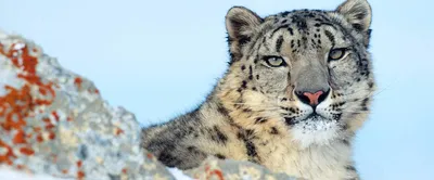 Snow Leopard - Irbis (Panthera uncia Stockfotografie - Alamy