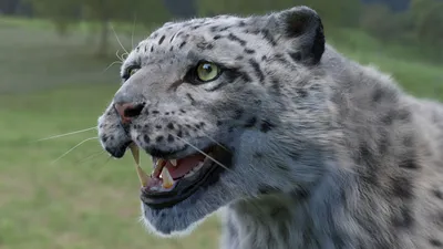 Snow Leopard, Irbis Uncia Uncia Stock Image - Image of leaopard, portrait:  170549787