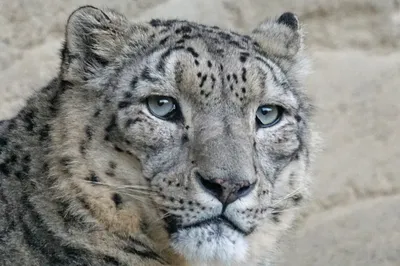 Weißer Schneeleopard Oder Irbis (Panthera, Der Heraus UnciaWatching Sind  Und Goin Stockfoto - Bild von stillstehen, tier: 90753600