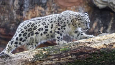 Premium Photo | Snow leopard irbis