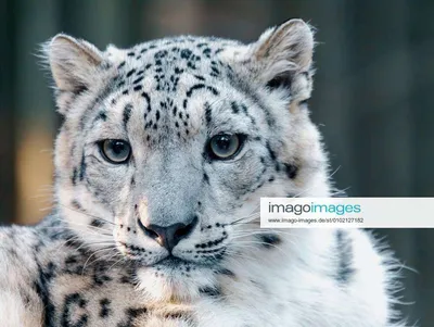 Snow leopard, Irbis Uncia uncia