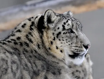 Ирбис snow leopard kitten,…» — создано в Шедевруме