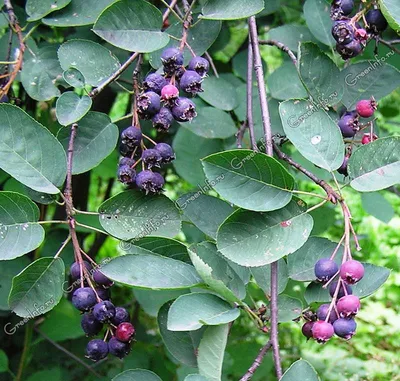 Ирга круглолистная \"Amelanchier\"