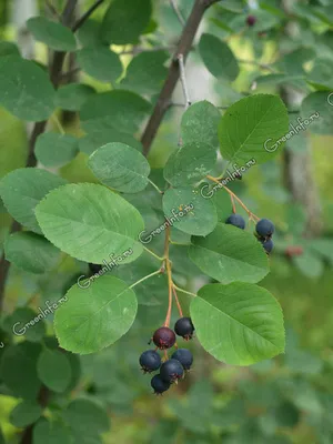 Купить Ирга (Amelanchier) с доставкой почтой в интернет-магазине Архиленд