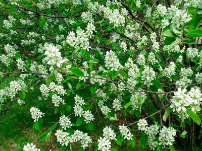 Ирга колосистая - Amelanchier spicata