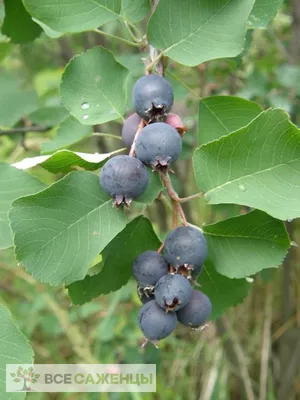 Amelanchier canadensis, Ирга канадская