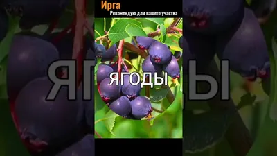 В северных регионах России популярна ягода ирга. Она напоминает и чернику,  и голубику одновременно. Давайте познакомимся.. | ВКонтакте