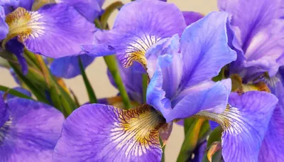 Ирис злаковидный (Iris graminea) купить в blumgarden.ru