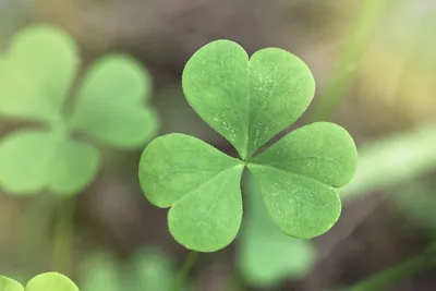 Ирландия Ирландская кухня Shamrock, клевер, лист, трава, завод Стебель png  | PNGWing