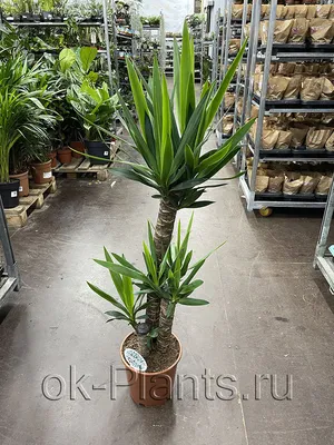 Юкка садовая (Yucca) — купите саженцы в контейнере в Краснодаре -  Прекраснодар — новогодние ёлочные базары в Краснодаре