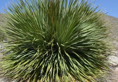 Купите yucca filamentosa (юкка филаментоза) 🌹 из питомника Долина роз с  доставкой!