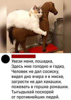 Замечательного дня! 😄 | Счастливые картинки, Фотография юмор, Доброе утро