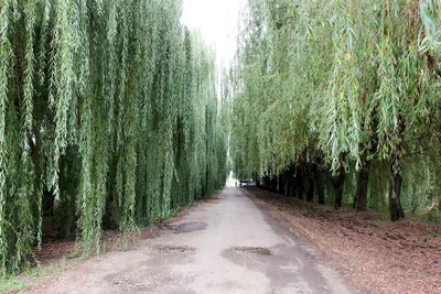 Ива ломкая – дерево и древесина – Salix fragilis