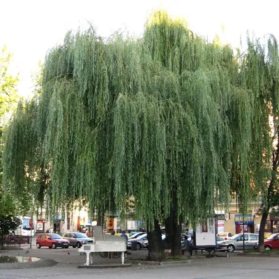 Ива белая плакучая Тристис Salix Tristis 14/16 купить в ЦМП