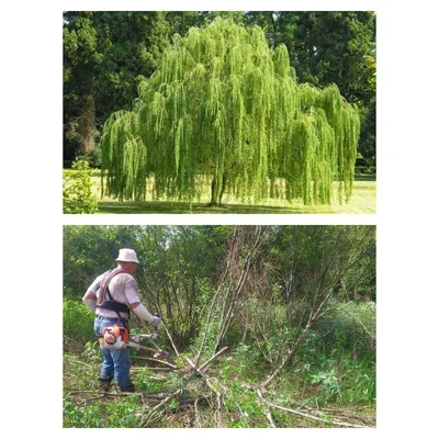 Ива плакучая Salix pendula