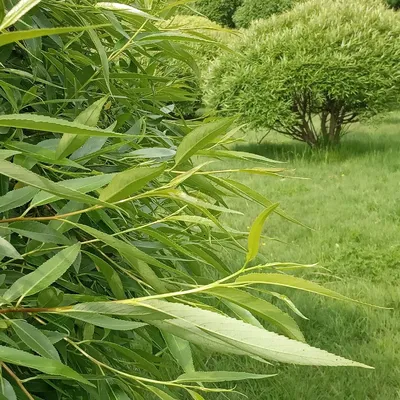 Ива белая, или Ива серебристая, или Ветла(лат. Salix alba)саженцы 30-40 см,  горшок 1л., цена в Новосибирске от компании Кирсанов Сергей Сергеевич