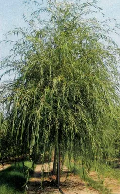 Ива белая плакучая Тристис Salix Tristis 14/16 купить в ЦМП