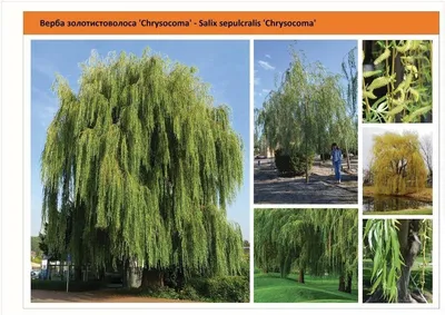 Ива белая, или Ива серебристая, или Ветла(лат. Salix alba)саженцы 30-40 см,  горшок 1л., цена в Новосибирске от компании Кирсанов Сергей Сергеевич