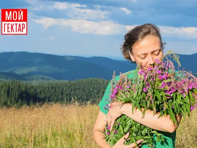 Купить Иван-чай в пирамидках с брусникой и ромашкой, 15 пакетиков по цене  159.00 рубля