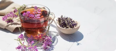 Что такое иван-чай и какими лечебными свойствами обладает
