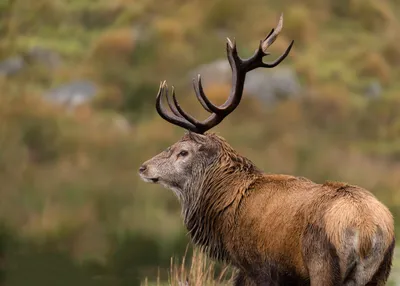 Изюбрь благородный олень | Red deer, Deer, Deer pictures