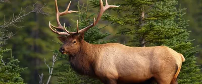 Фотография Изюбрь (Cervus elaphus xanthopygus) Сихотэ-Алинский заповедник,  Приморский край, Россия | Фотобанк ГеоФото/GeoPhoto | GetImages Group