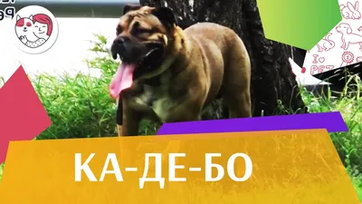 Ка-де-бо, майорский мастиф 🐕 - описание породы, фото - Гульдог