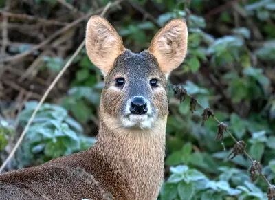 Jon Sung on X: \"Reminder that (a) Chinese water deer exist (b) there should  be more animals that are just \"a regular animal you're already familiar  with, but with FANGS\" https://t.co/6IFfLKCE4o\" /