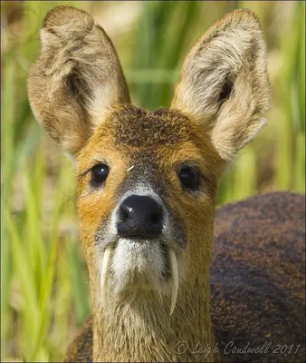 Мускусный олень кабарга. | Animals wild, Weird animals, Water deer