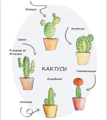 Кактусы картинки с названиями