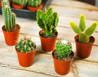 Подскажите пожалуйста названия. | Succulent Plant. Кактусы и суккуленты. |  ВКонтакте