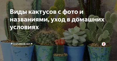 Кактусы: виды, фото с названиями, краткое описание