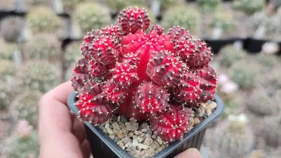 Помогите с определением названия часто цветущего кактуса - CactusLove