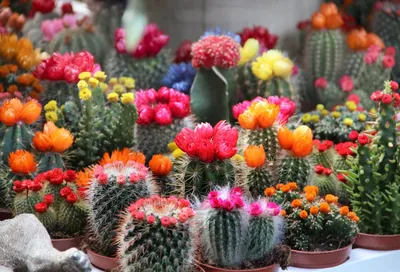 Кактусы Фото, виды и названия Род Эхиноцереус Echinocereus