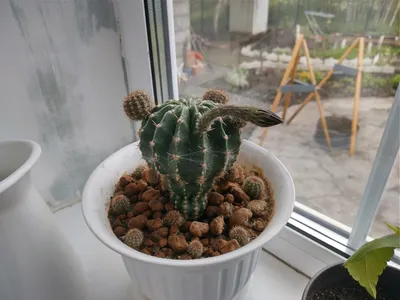 Купить кактусы в Минске большие и маленькие, цветущие и цветные | Cactus.by