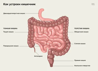 Анализ кала на скрытую кровь сдать анализ со скидкой до 50%! -