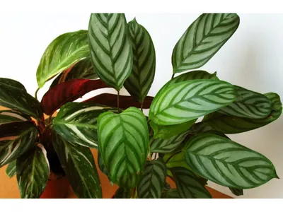 Калатея - Calathea. Уход за калатеей, описание видов, выращивание калатей