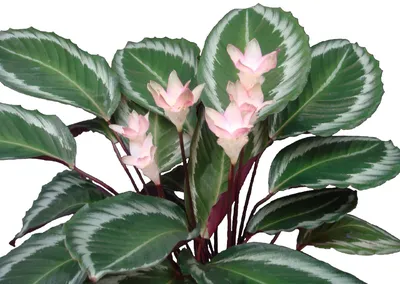 Калатея розеопикта Сильвия, Рози, Calathea roseopicta Silvia, Roze купить в  Москве - MAGICORCHID