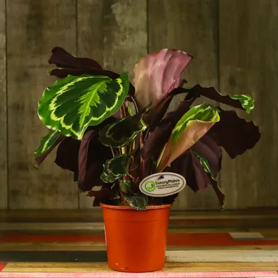 Калатея Кроката, Шафранная (calathea Crocata) - Магазин Марифлора