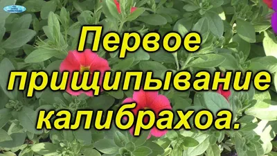 Калибрахоа: выращивание, уход, посадка, фото сортов с описанием