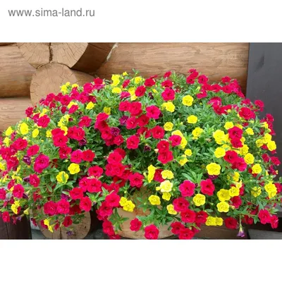 Калибрахоа Aloha Double Cherry Red(Calibrachoa hybrida) - Питомник растений  \"ВРЕМЕНА ГОДА\"