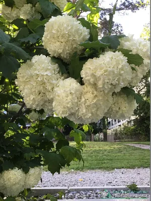 Калину Boule de Neige Roseum (Бульденеж Розеум) можно купить недорого с  доставкой в питомнике Любвитский