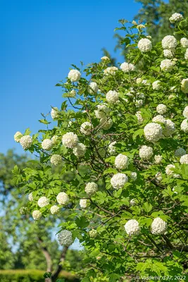 Калина обыкновенная Розеум (Бульденеж)