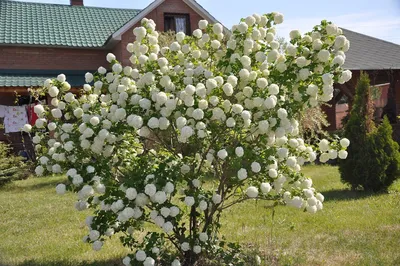 Калина обыкновенная \"Бульденеж\" купить саженцы в Нижнем Новгороде.